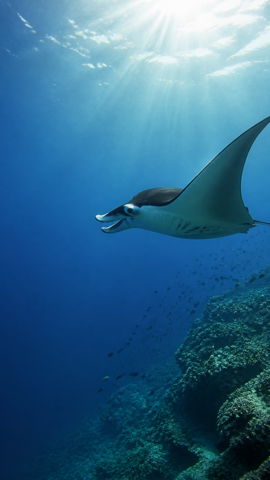 Manta ray underwater