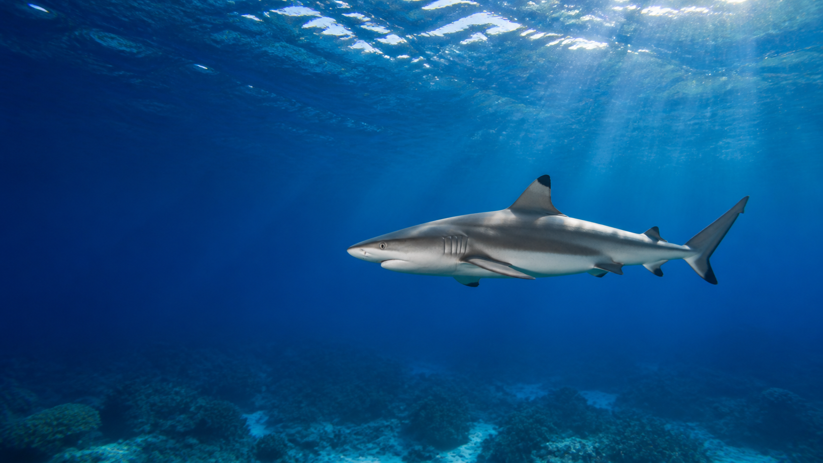 Reef shark swimming through blue water