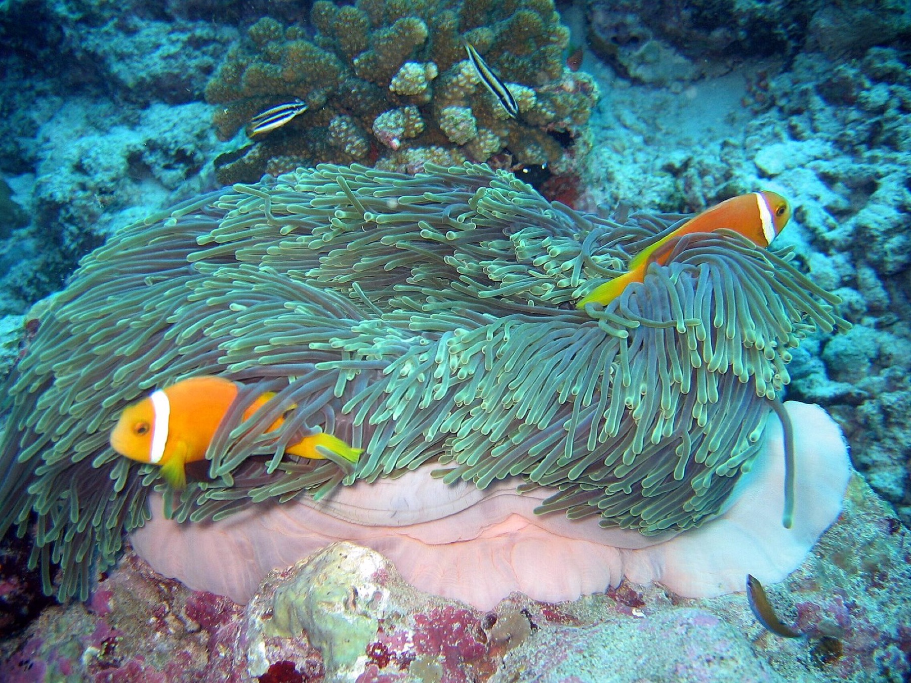 Two anemonefish in a Maldivian reef anemone