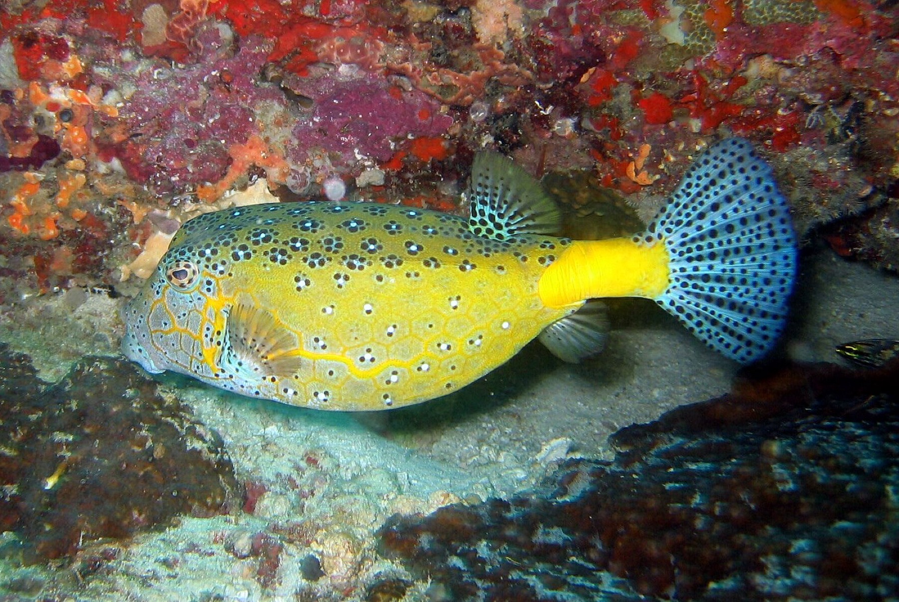 A yellow boxfish resting beneath a ledge