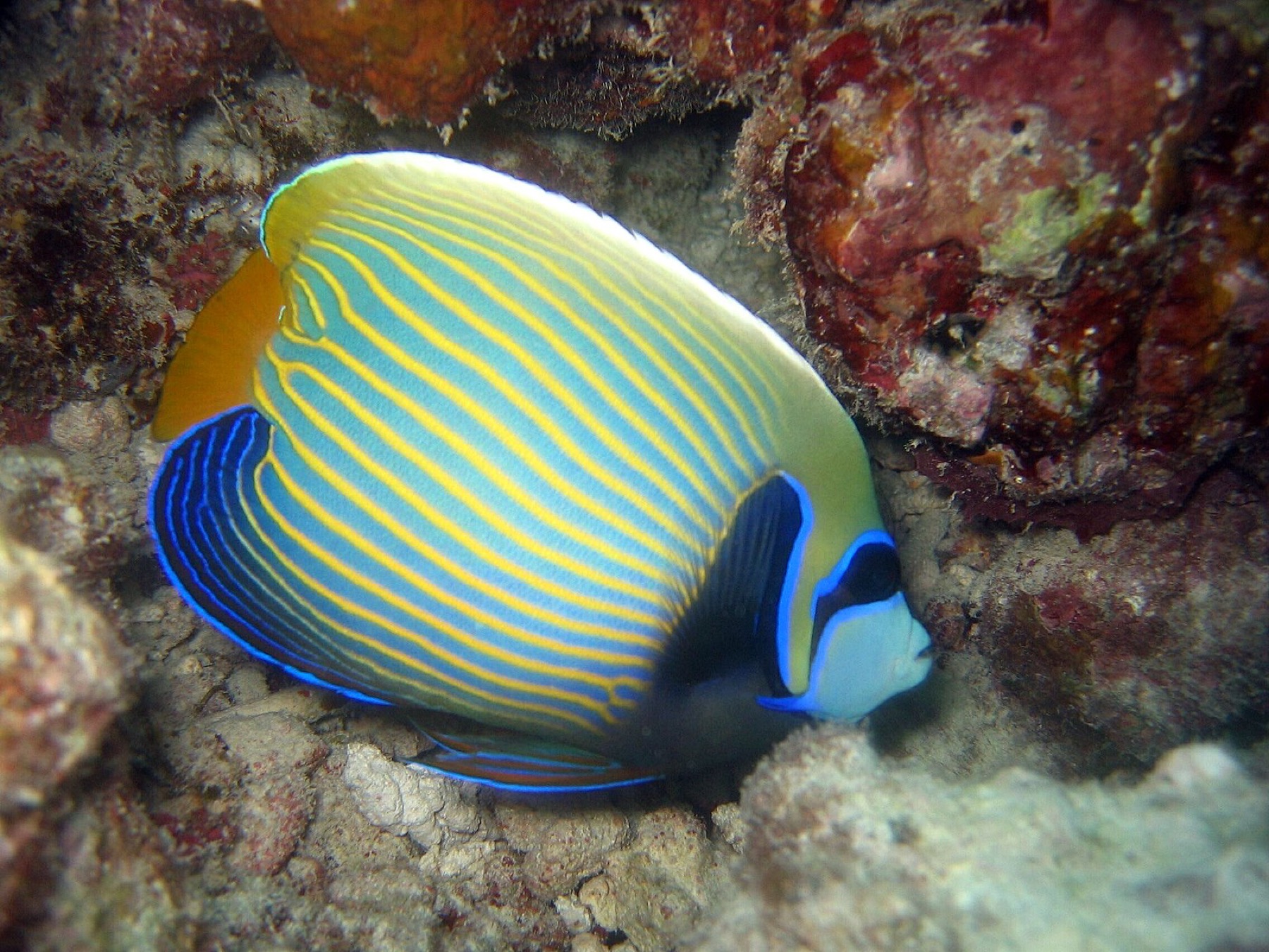 An emperor angelfish among coral