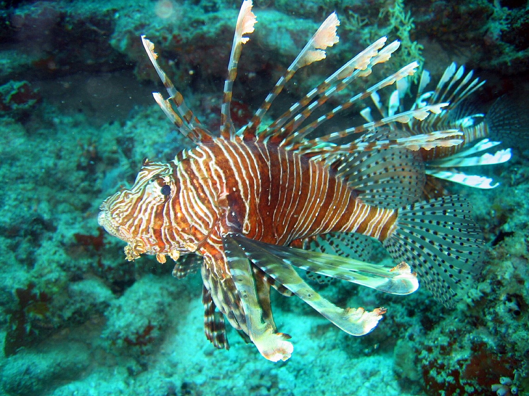 A lionfish above the reef