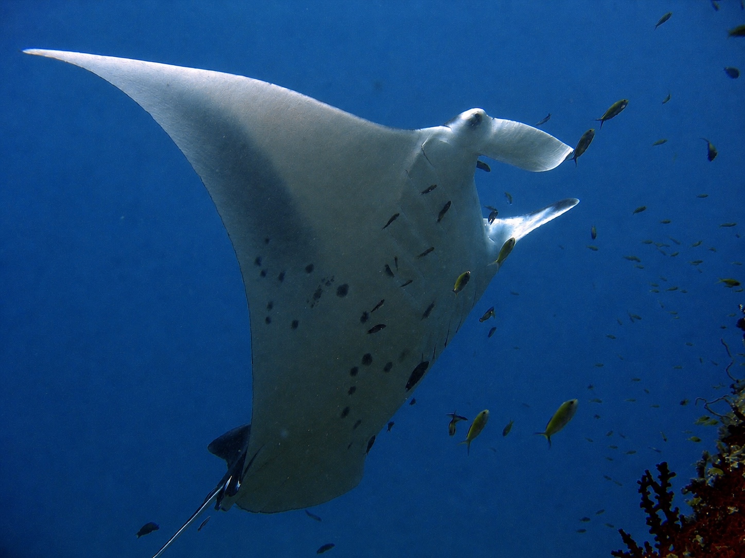 A manta ray passing close over the reef
