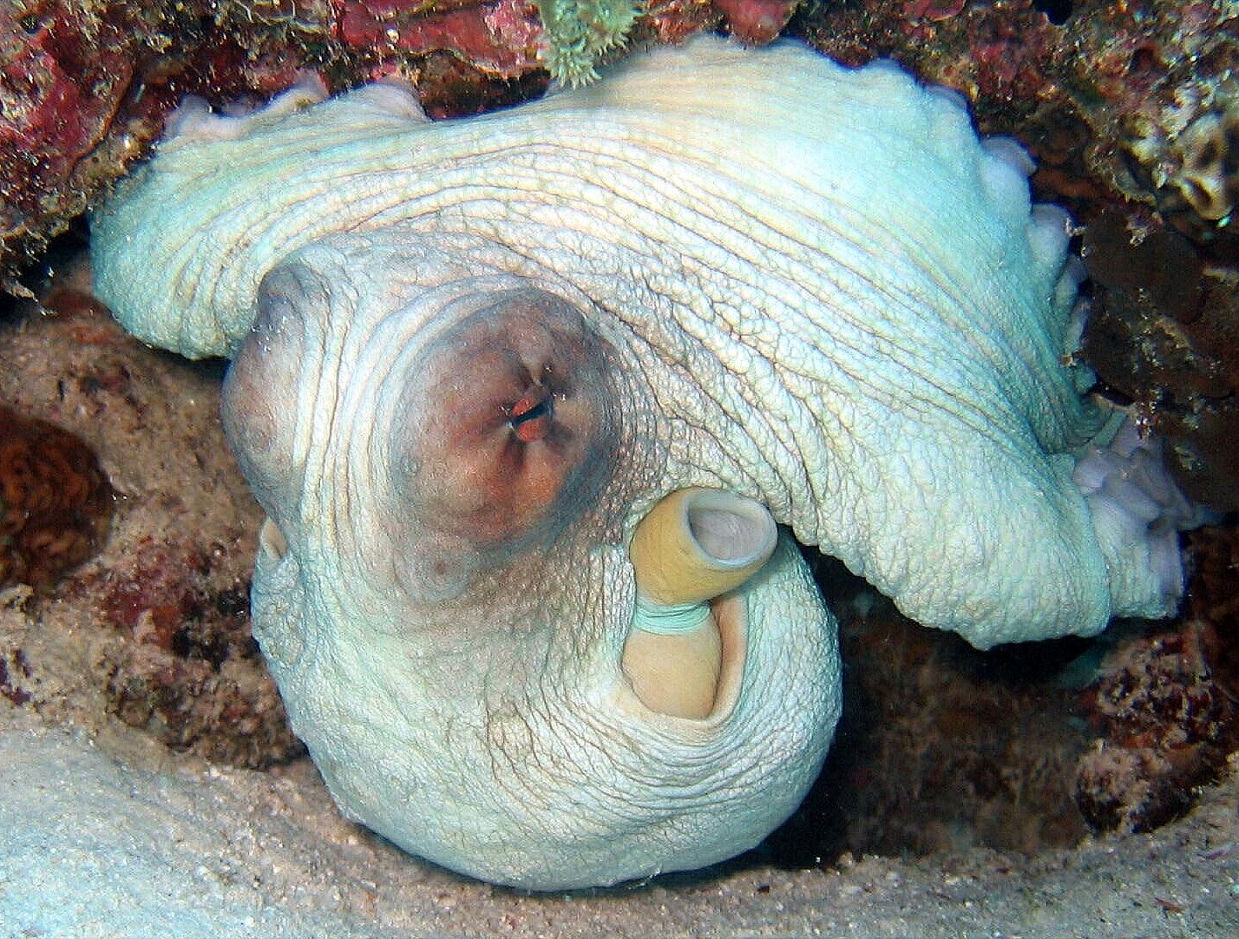 An octopus curled into a reef hollow