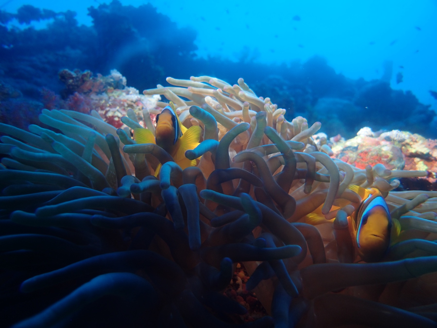 Anemonefish in a Red Sea anemone