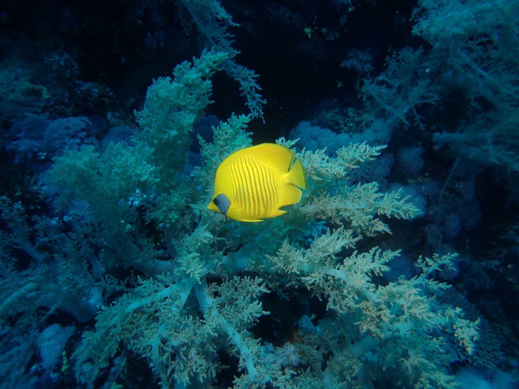 A yellow butterflyfish on a Red Sea reef