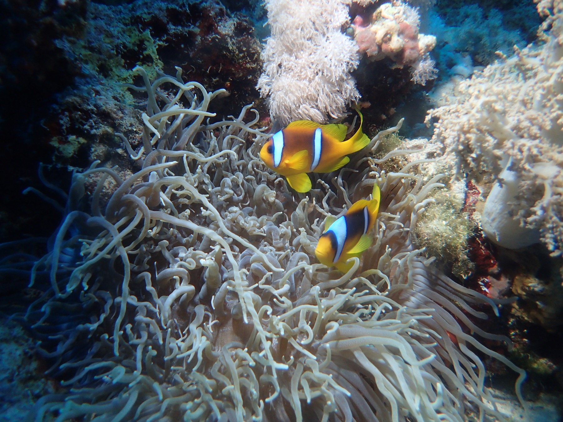 Two clownfish in a Red Sea anemone