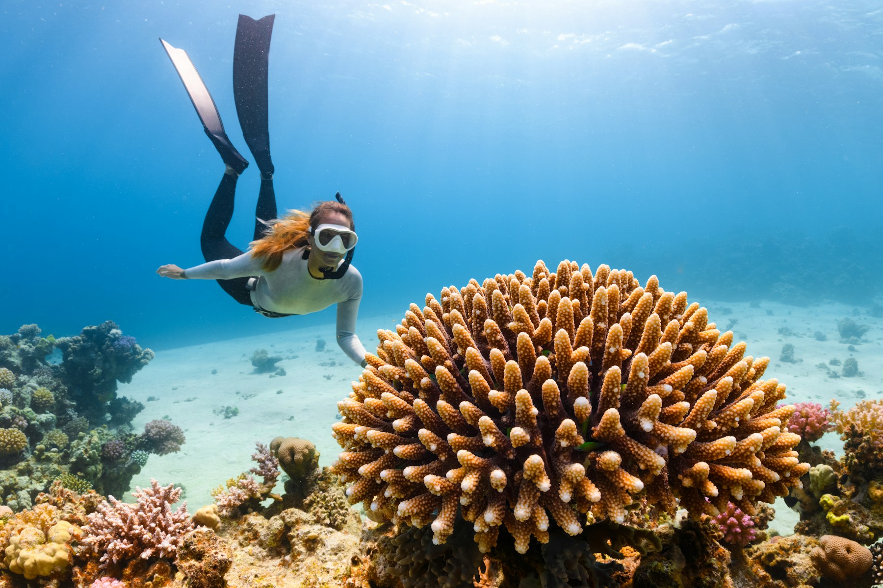 A diver observing a coral reef