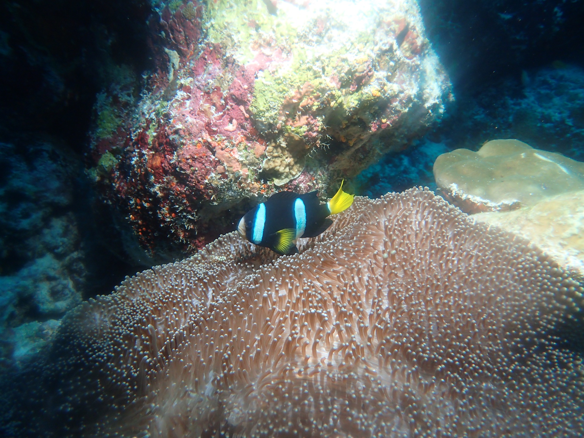 Anemonefish at home, Maldives, 2025