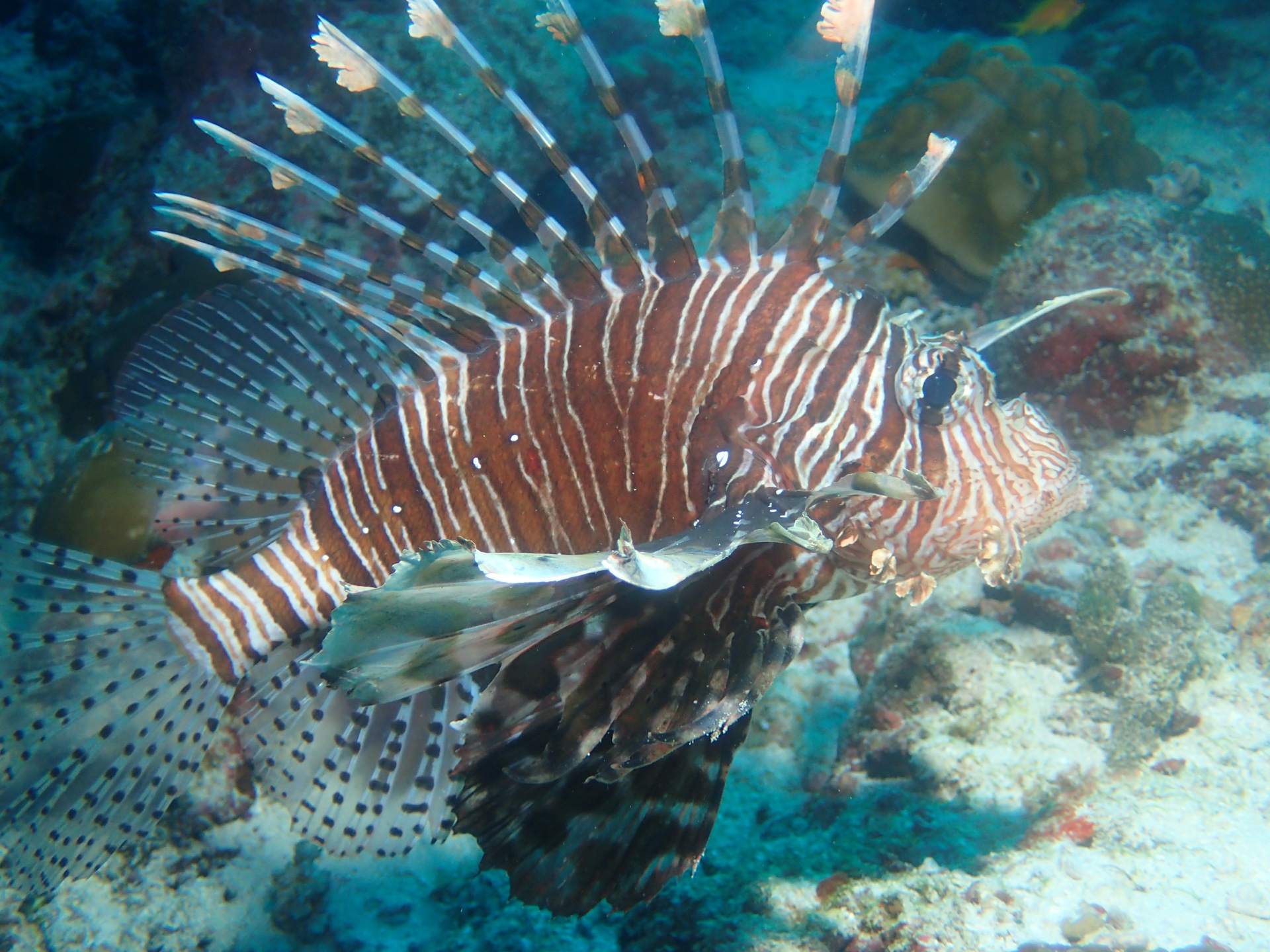 Lionfish above the coral, Maldives, 2025