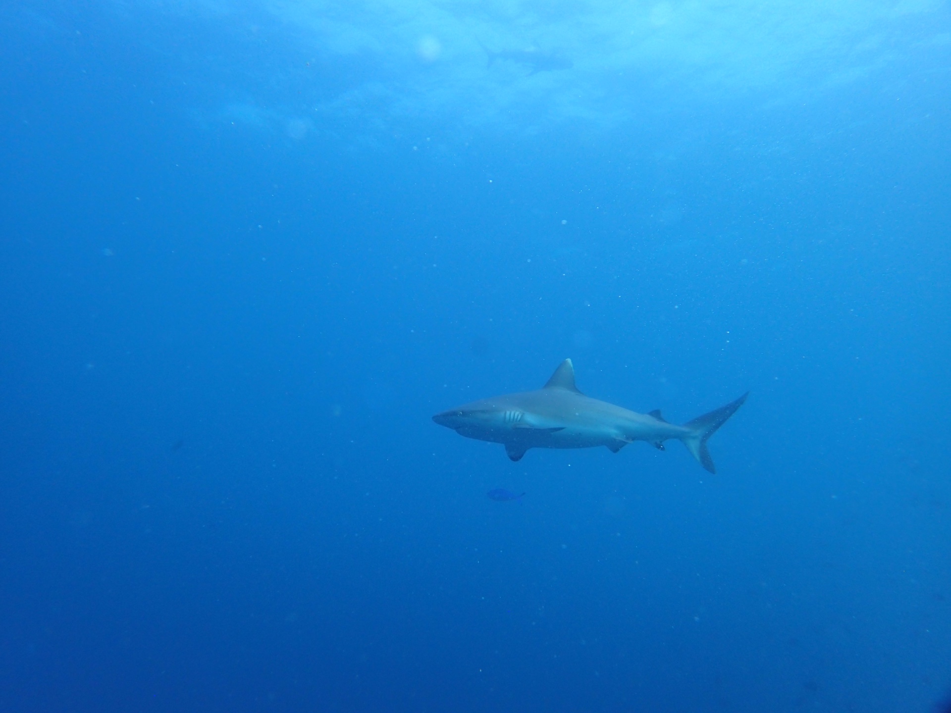 A shark crossing the open blue, Maldives, 2025