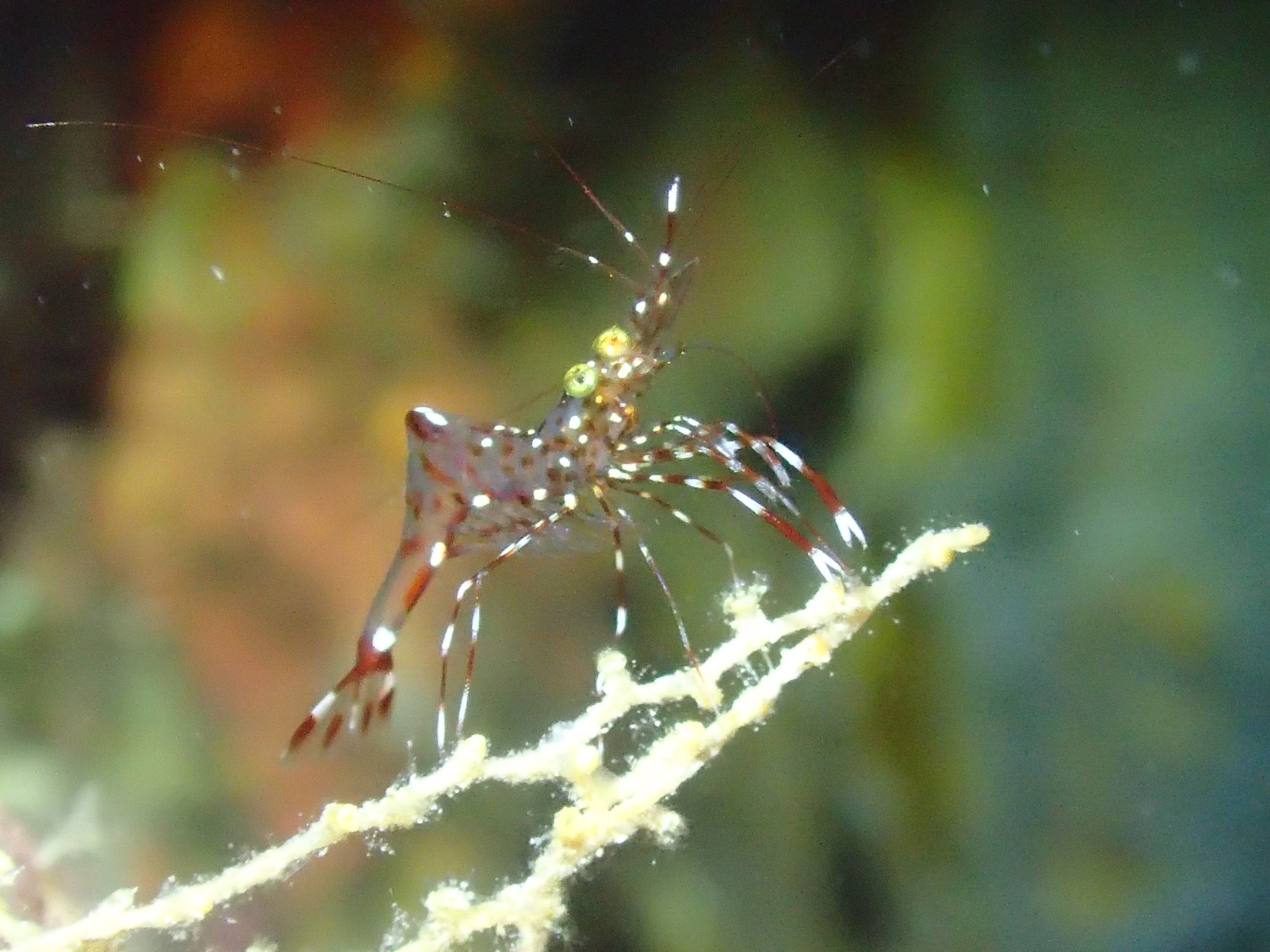 A delicate shrimp in the reef, Maldives, 2025
