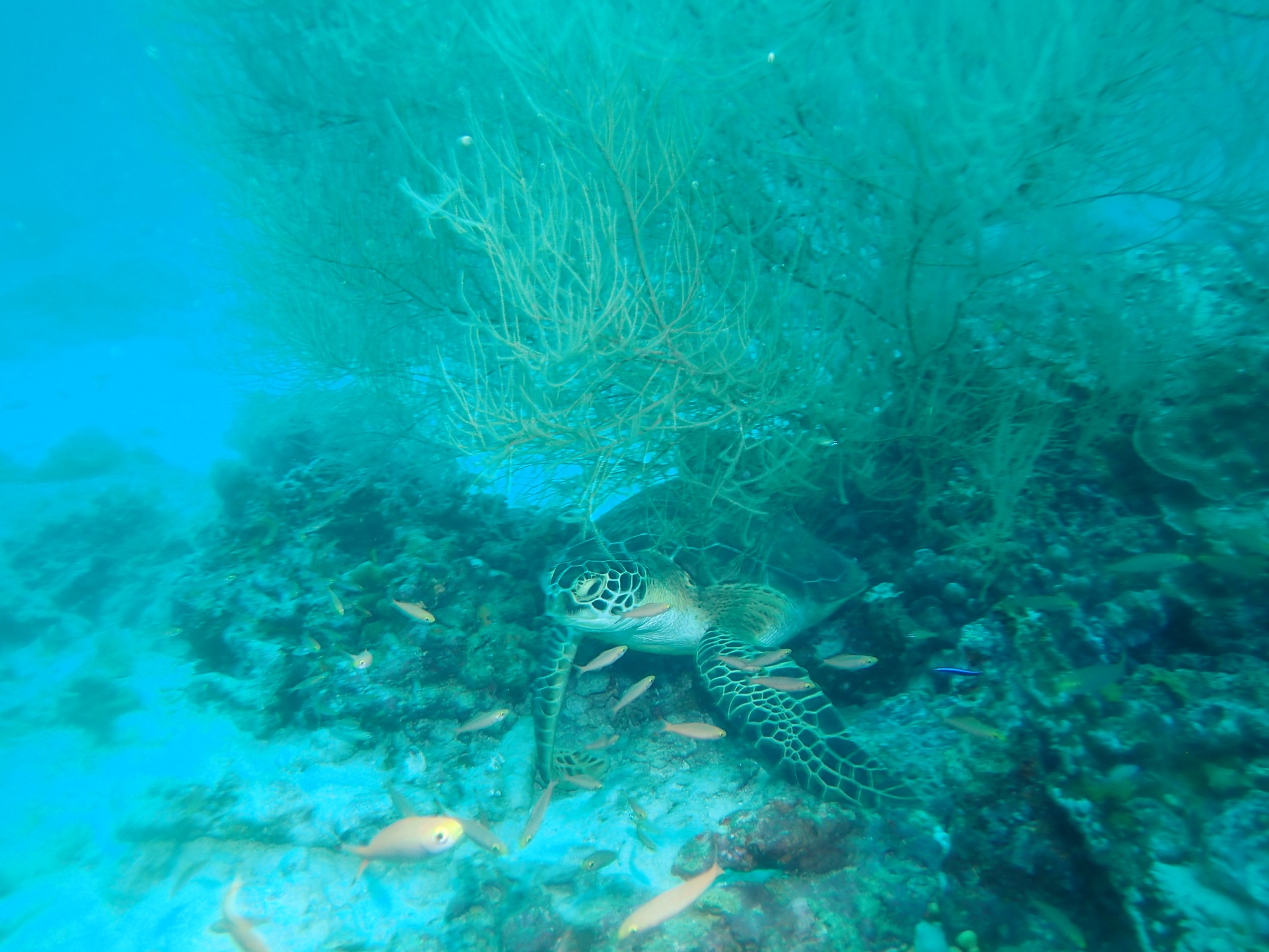 A turtle resting among the reef, Maldives, 2025