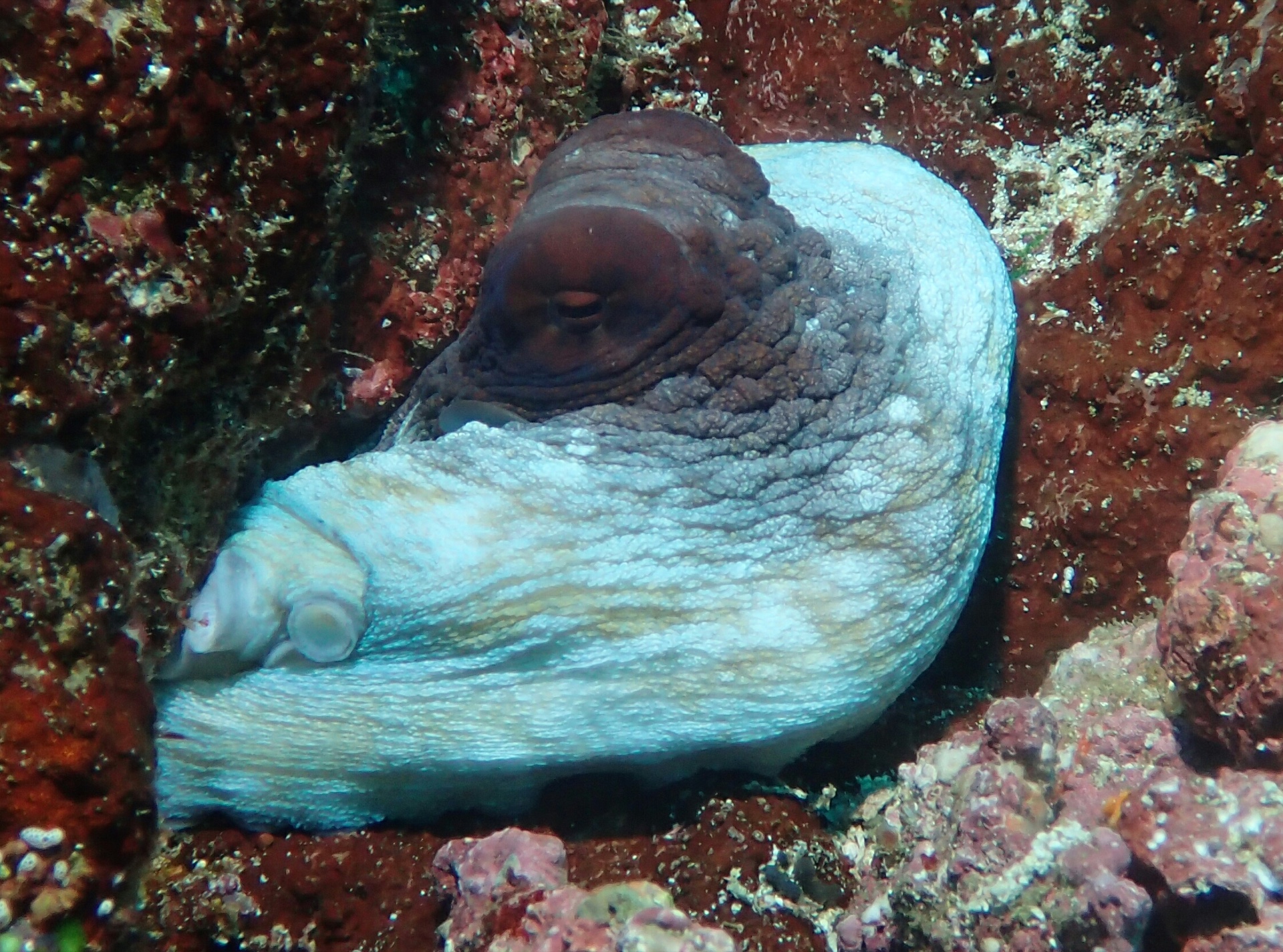 An octopus tucked into the reef, Pulau Weh, 2017