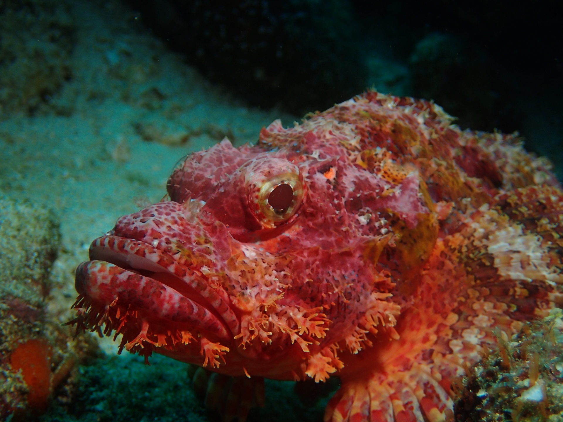 Red scorpionfish photographed in Pulau Weh from the MolaQuest personal dive archive
