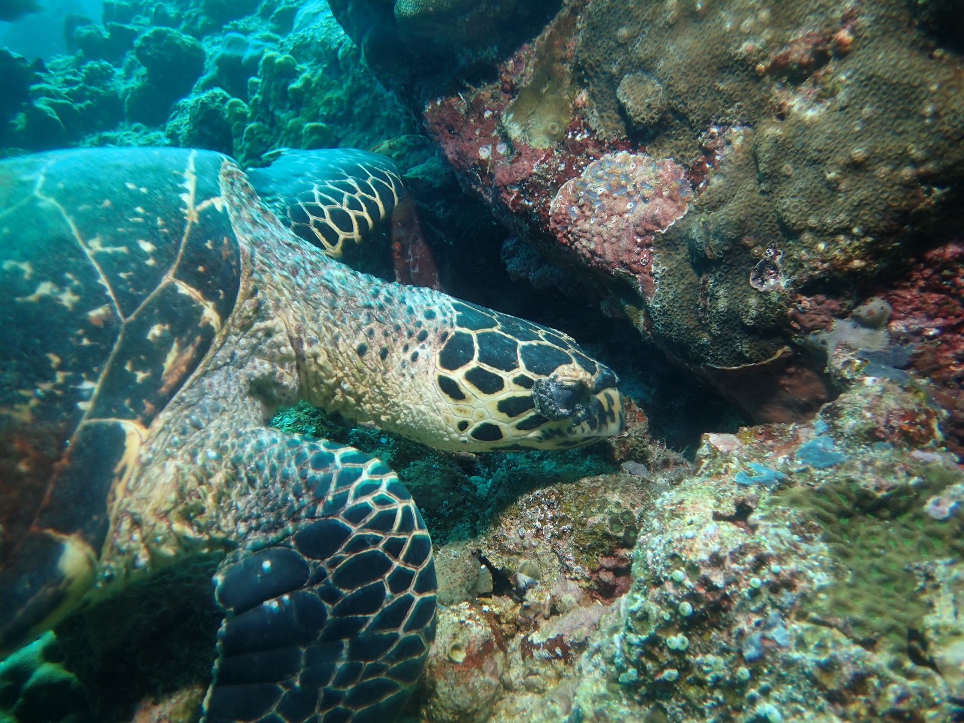 A turtle gliding over the reef, Pulau Weh, 2019